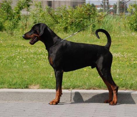 Xolex v. Schuylenburcht | Black Doberman Pinscher