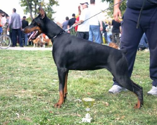 Quetta v. Hunnoterra | Black Doberman Pinscher