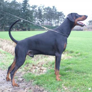 Dusty Les Deux Peupliers | Black Doberman Pinscher