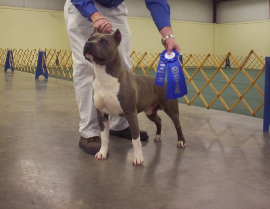 Doubletake's No Joke Of Mystical | American Pit Bull Terrier 