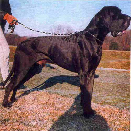 Nahbay von Haus Tiefenbach | Great Dane 