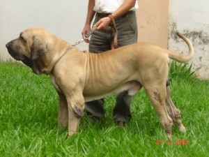 Pumgirum do Caramona | Fila Brasileiro 