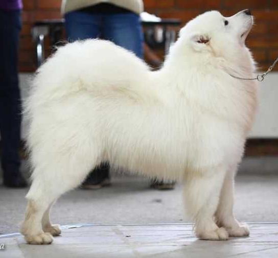 Lunnyi Veter Valiant Knight | Samoyed 