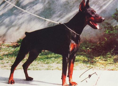 Arany-Sárkány Treff | Black Doberman Pinscher