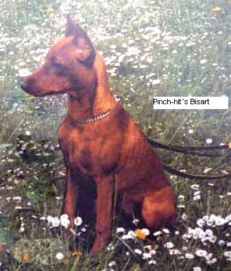 Pinch-Hit's BISART | German Pinscher 