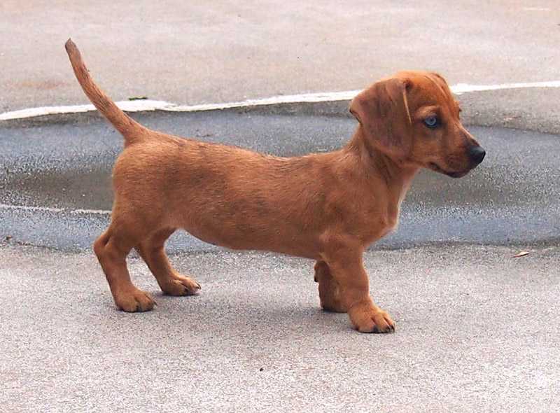 Eridox Flame and Ether | Dachshund 