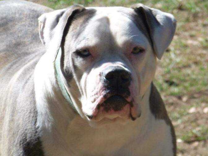 Cox Branch Blue Eve | American Bulldog 