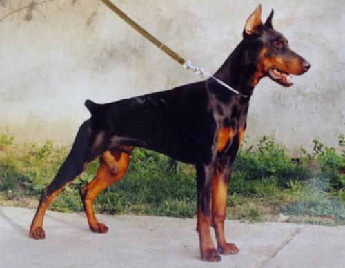 Arany-Sárkány Toro | Black Doberman Pinscher