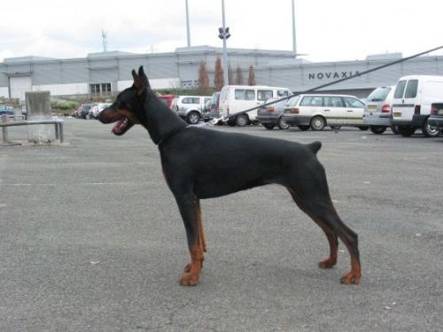 Victorie du Sanctuaire des Erinnyes | Black Doberman Pinscher