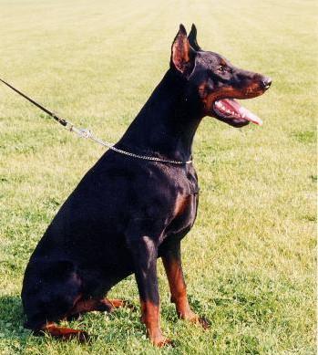 Orion Du Sanctuaire Des Erinnyes | Black Doberman Pinscher