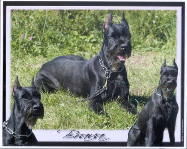 Brava vom Münchbach | Giant Schnauzer 