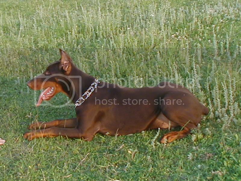 Lord of Bachus Chico | Brown Doberman Pinscher