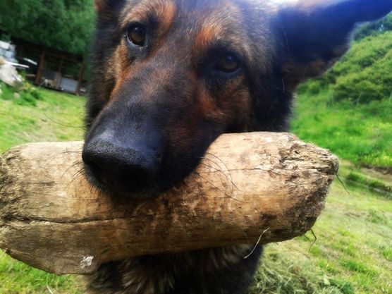 Lilo zo Stiavnickych hor | German Shepherd Dog 