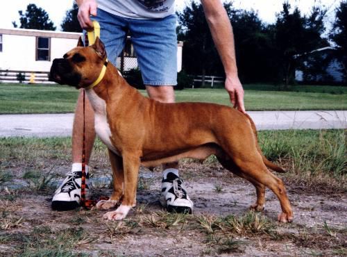 Rowdytowns Fire 'N Ice | American Staffordshire Terrier 