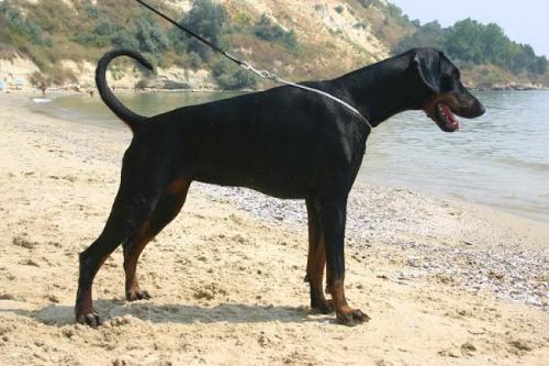 Quaero v. Hunnoterra | Black Doberman Pinscher