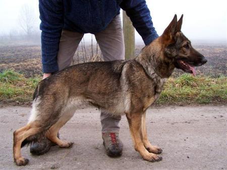 Xenja vom Jura-Naab-Tal | German Shepherd Dog 