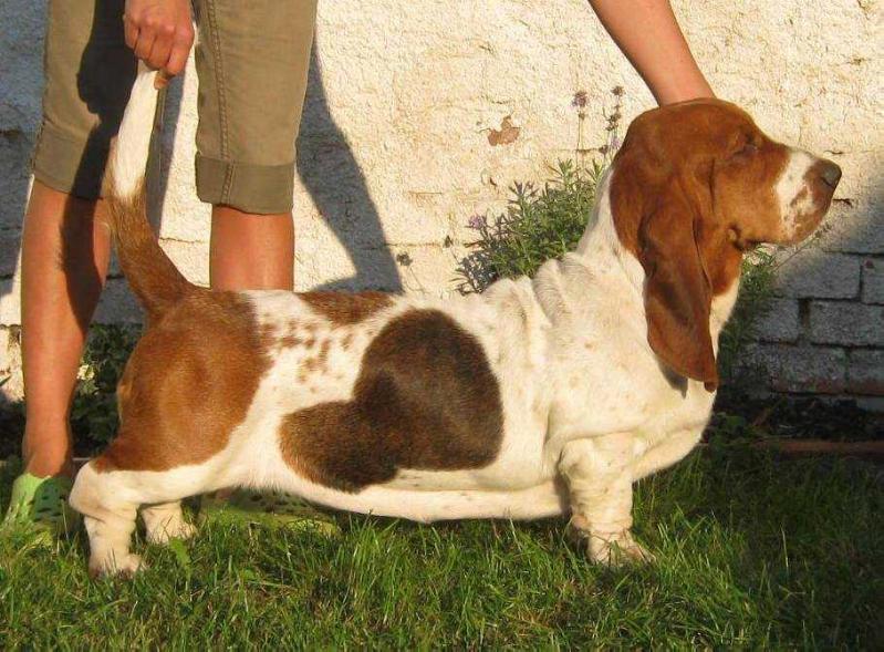 Berberies Zara Long Darling | Basset Hound 