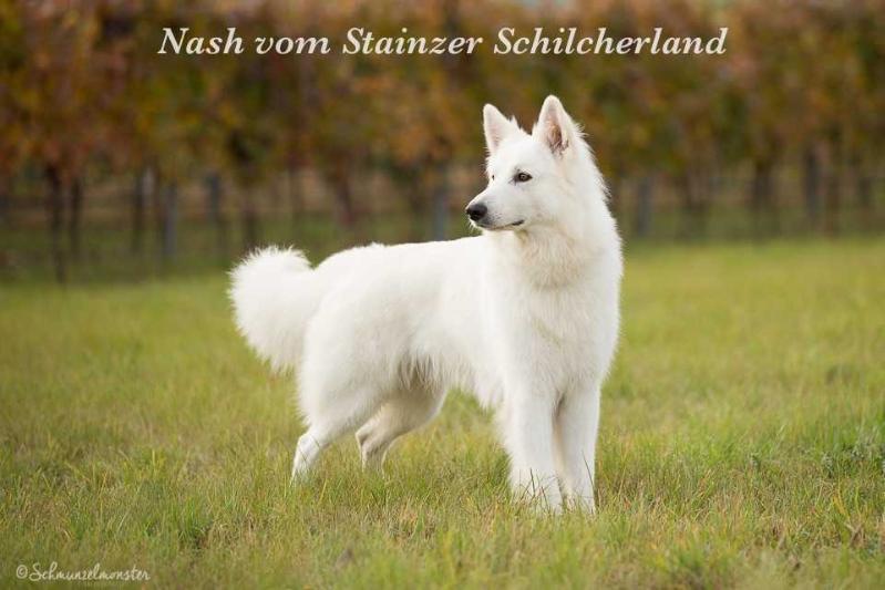 Nash vom Stainzer Schilcherland | White Swiss Shepherd Dog 