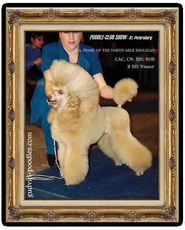 Pearle of the North able Hooligan | Poodle 