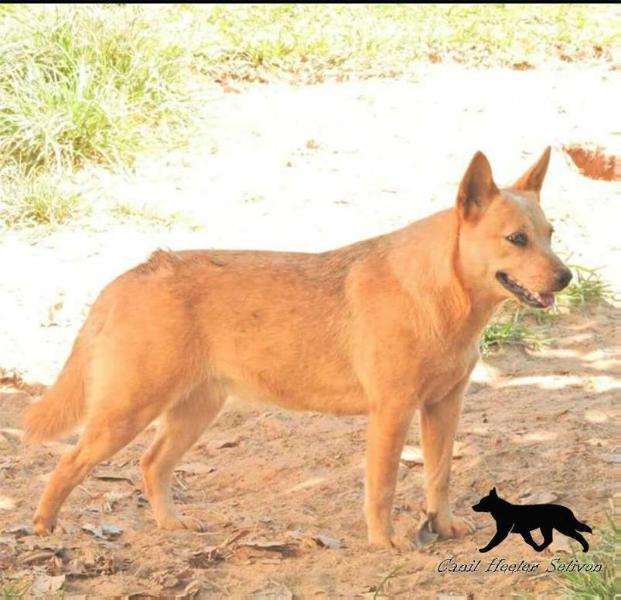 BELINHA DO RAIZ DE MINAS do HEELER SELIVON | Australian Cattle Dog 