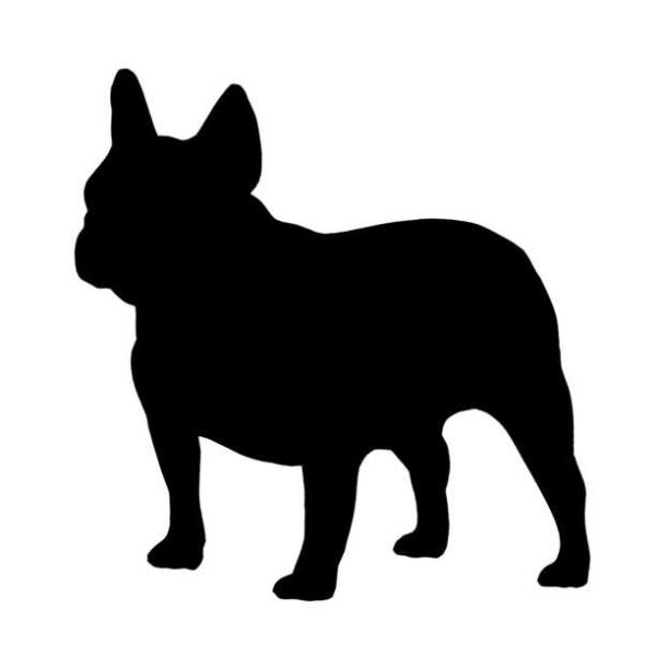 MR. FONSIÑO SIUL BULL | French Bulldog 