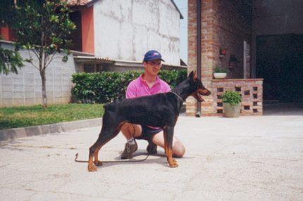 Yanara v.d. Wieteke's Hoeve | Black Doberman Pinscher