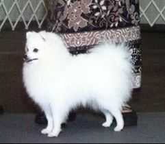 Artc's Mgc's Lion In Winter | American Eskimo Dog  Artc's Mgc's Lion In Winter | American Eskimo Dog