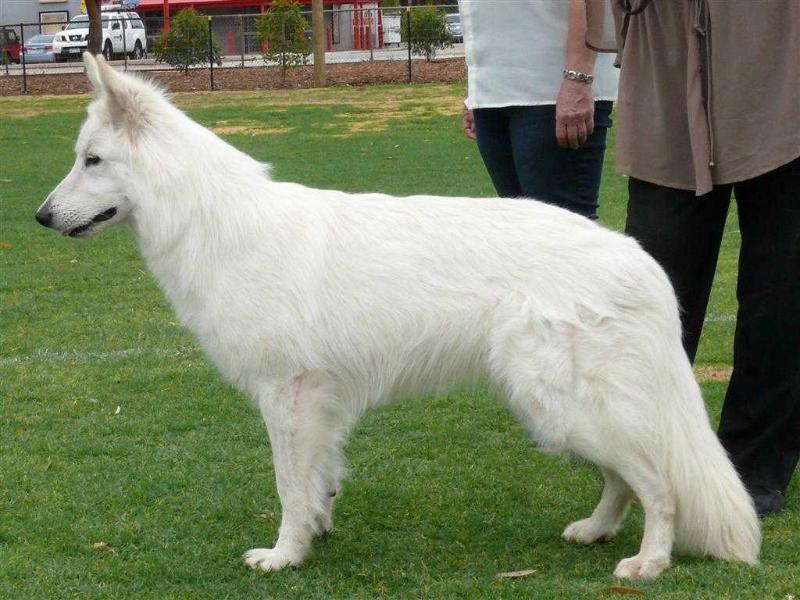 Pandorras Romeo's-Dragon | White Swiss Shepherd Dog 