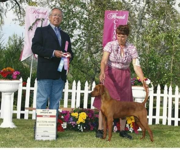 Regal-C My Red Hi-Heels | Redbone Coonhound 