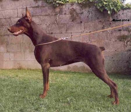 Ciara di Casa Alice | Brown Doberman Pinscher