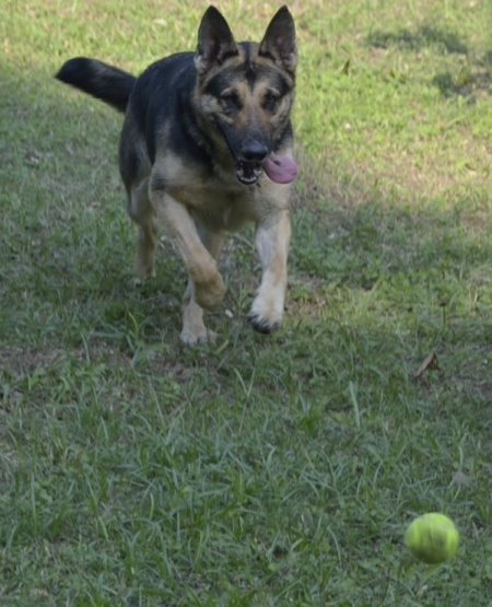 Sihasapa Sioux | German Shepherd Dog 