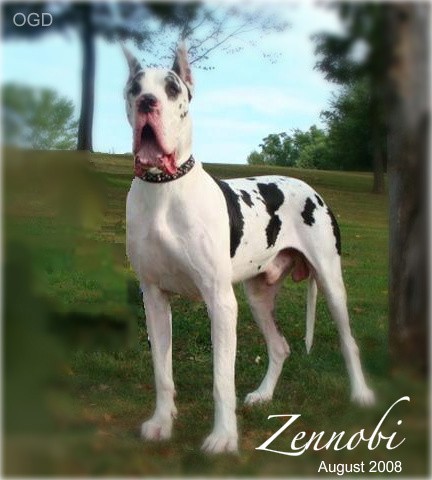 Zenobbi Liberte | Great Dane 