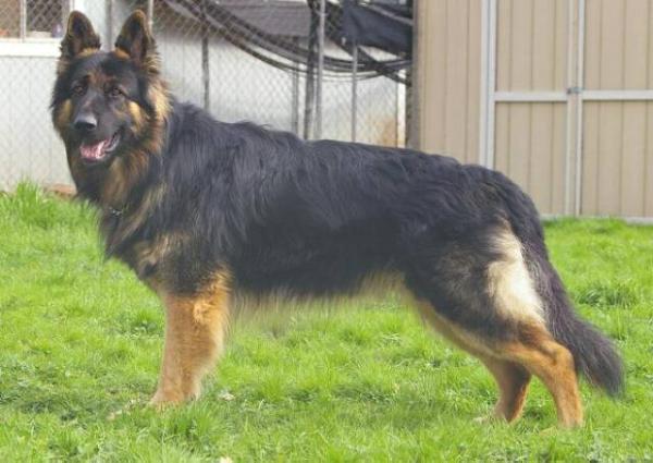 Israels Lion of Judah | German Shepherd Dog 
