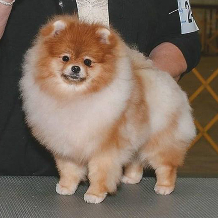 Couture's Heck of a Day | Pomeranian 