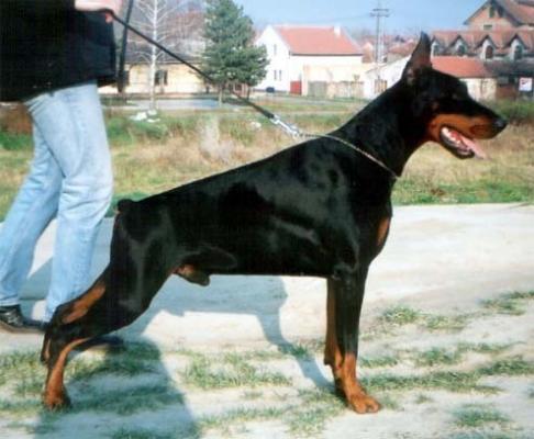 Corto Maltese di Altobello | Black Doberman Pinscher