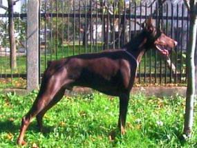 Dankan Dax di Altobello | Brown Doberman Pinscher