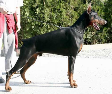 Cesar di Altobello (Hunter x Izis) | Black Doberman Pinscher