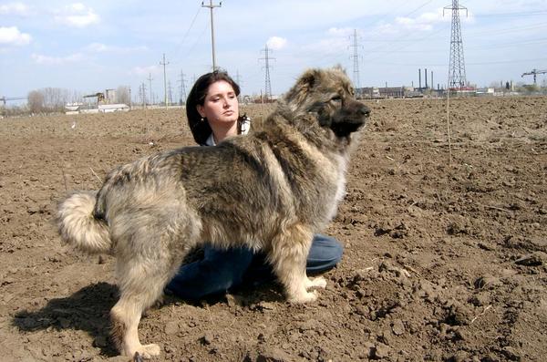 Mizsehazi Satan Vina | Caucasian Mountain Dog 