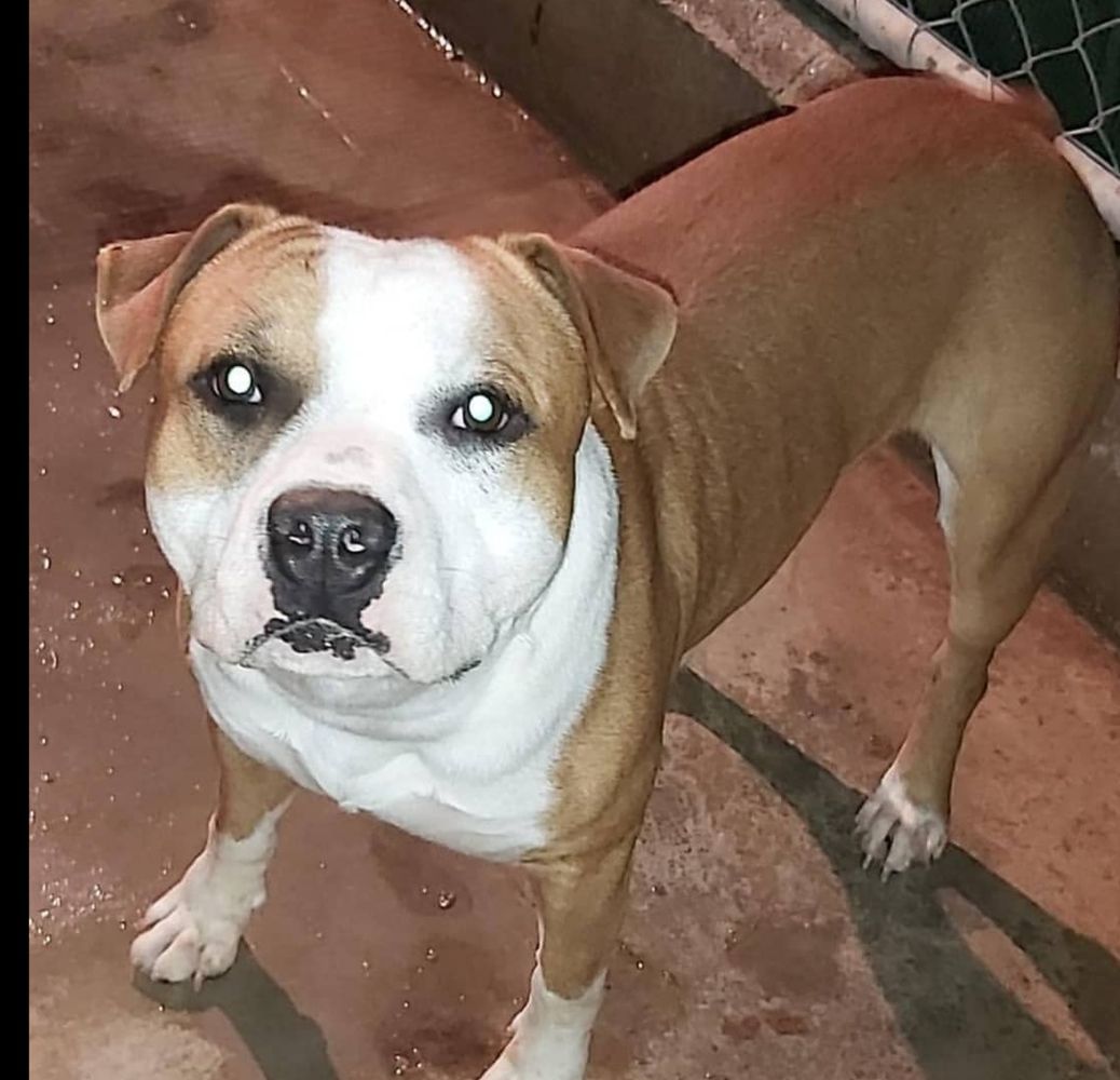 Truelovestaff goliat's boy | American Staffordshire Terrier 