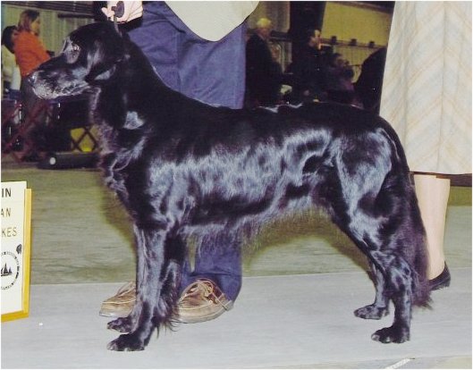 Blazin's Cosmic Thing | Flat-Coated Retriever 