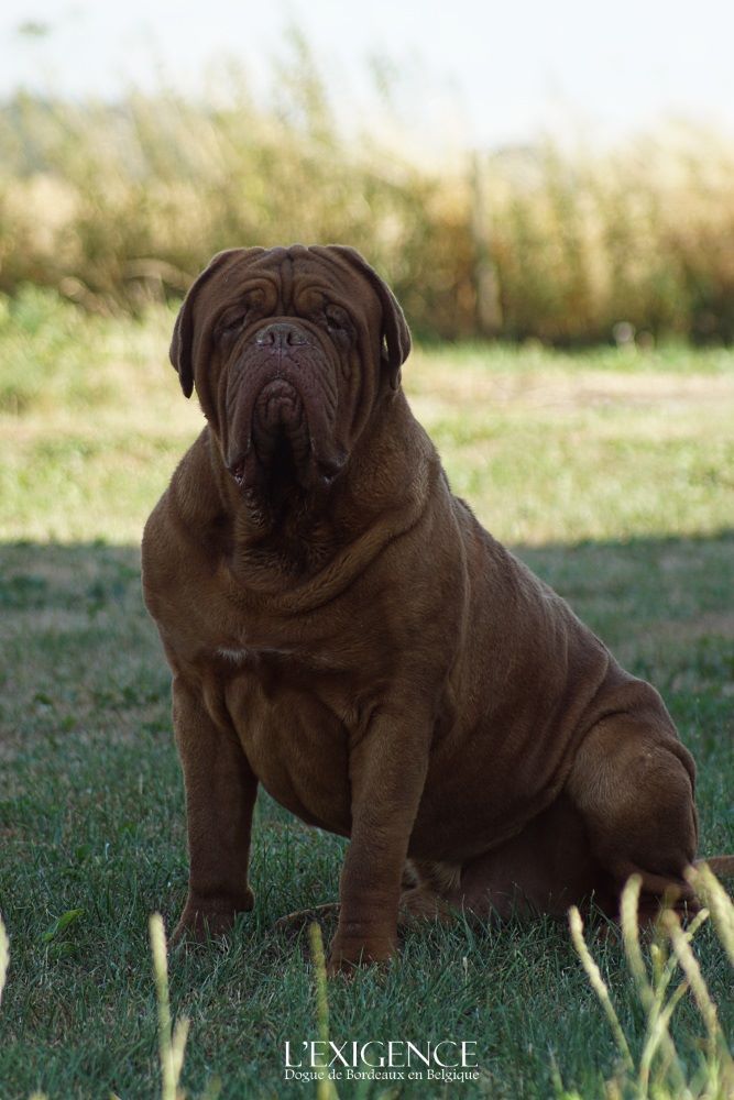 Otto de l'exigence | Dogue de Bordeaux 