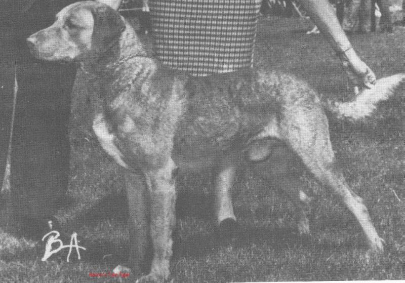 Baron's Tule Tiger c | Chesapeake Bay Retriever 