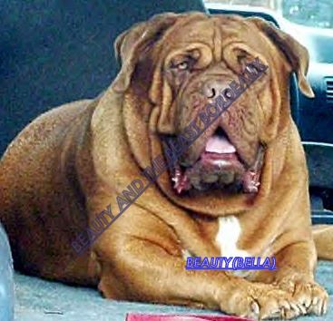 Riverbend's Bella | Dogue de Bordeaux 
