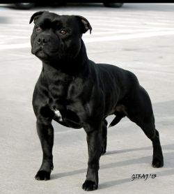 Devils and Fairies Flesh For Fantasy | Staffordshire Bull Terrier 