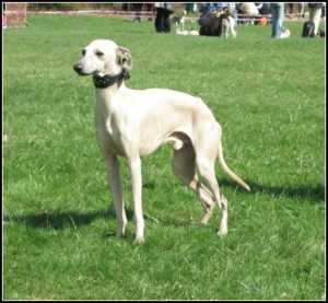 DESERT QUEEN FLASH | Italian Greyhound 