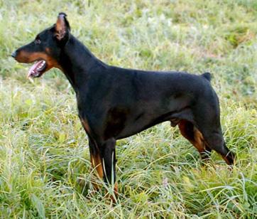 Ferelli Ferrari di Altobello | Black Doberman Pinscher