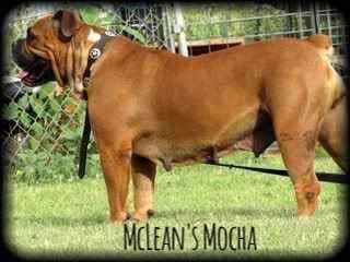 McLean's Mocha | Olde English Bulldogge 