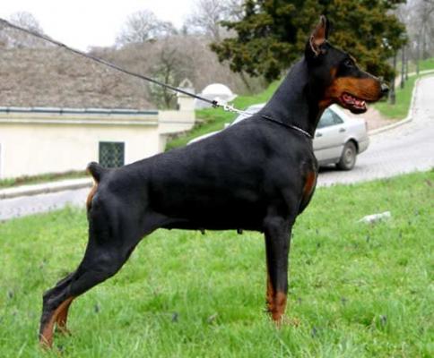 Baronessa Quirina del Campolihnido | Black Doberman Pinscher