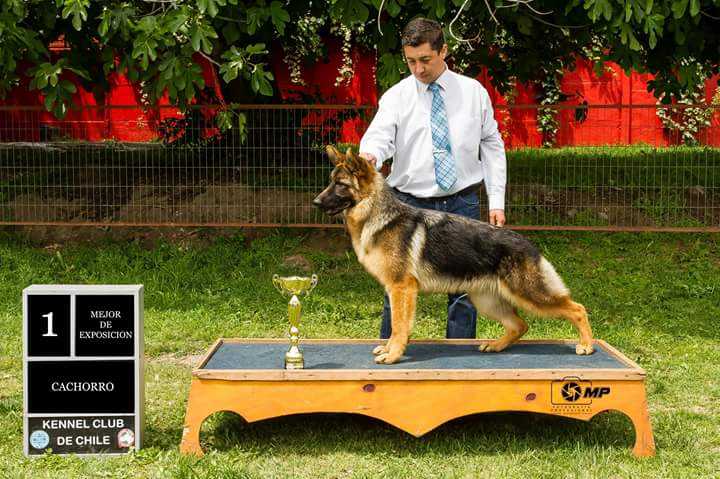 Urka Von Dar Riken | German Shepherd Dog 