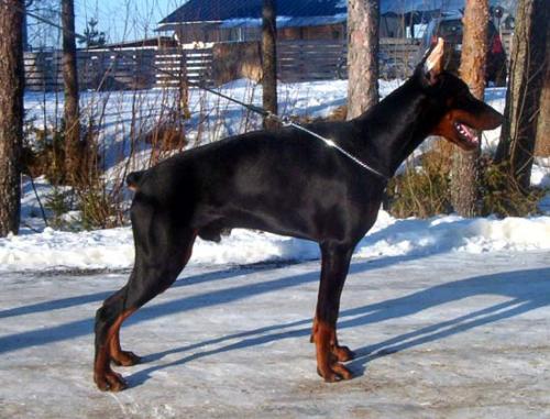 Desperado di Altobello | Black Doberman Pinscher